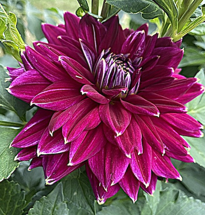 Dahlia Maldini